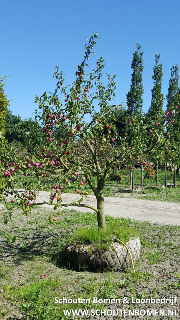 Foto van de website van Schouten Bomen & Loonbedrijf (www.schoutenbomen.nl) van oude pruimenboom ras "Reine Victoria" pruimenboom