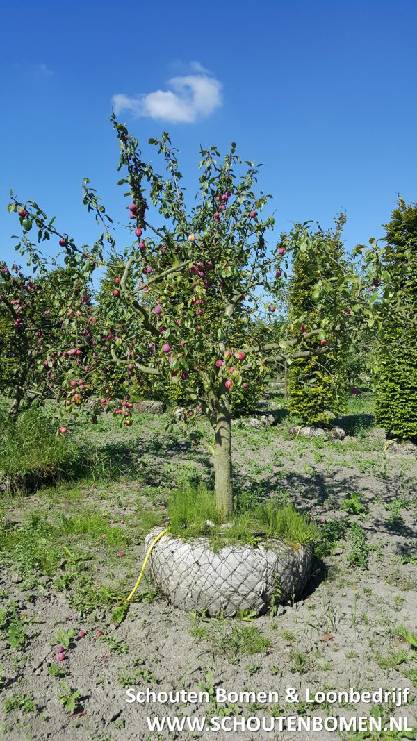 Ras "Reine Victoria" pruimenboom