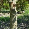Rode leibeuk sierboom