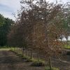 Foto van de website van Schouten Bomen & Loonbedrijf (www.schoutenbomen.nl) van Rode Leibeuk sierboom