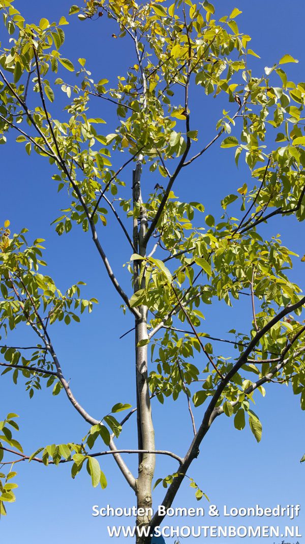 Walnoot ca. 15 jaar notenboom
