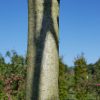 Walnoot ca. 15 jaar notenboom