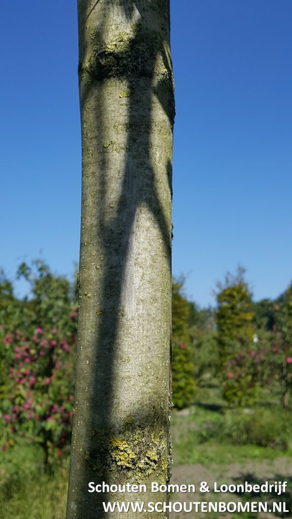 Walnoot ca. 15 jaar notenboom