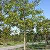 Foto van de website van Schouten Bomen & Loonbedrijf (www.schoutenbomen.nl) van een oude walnoot/ oude walnootboom