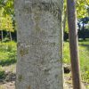Walnoot ca. 30 jaar notenboom