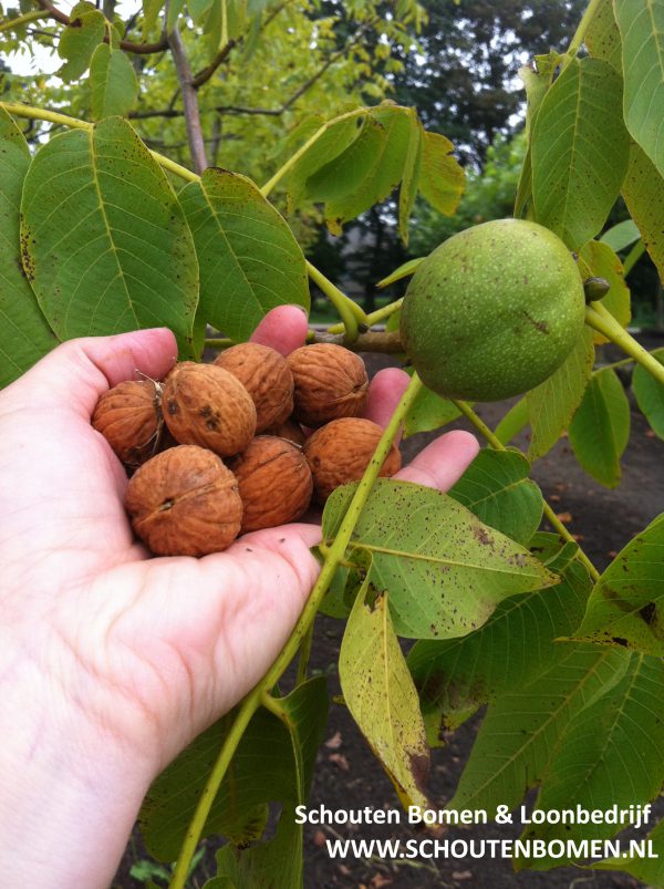 Foto van de website van Schouten Bomen & Loonbedrijf (www.schoutenbomen.nl) van een oude walnoot/ oude walnootboom