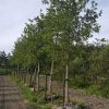 Foto van de website van Schouten Bomen & Loonbedrijf (www.schoutenbomen.nl) van een Zomereik sierboom