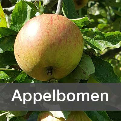 Appelbomen assortiment bij Schouten Bomen