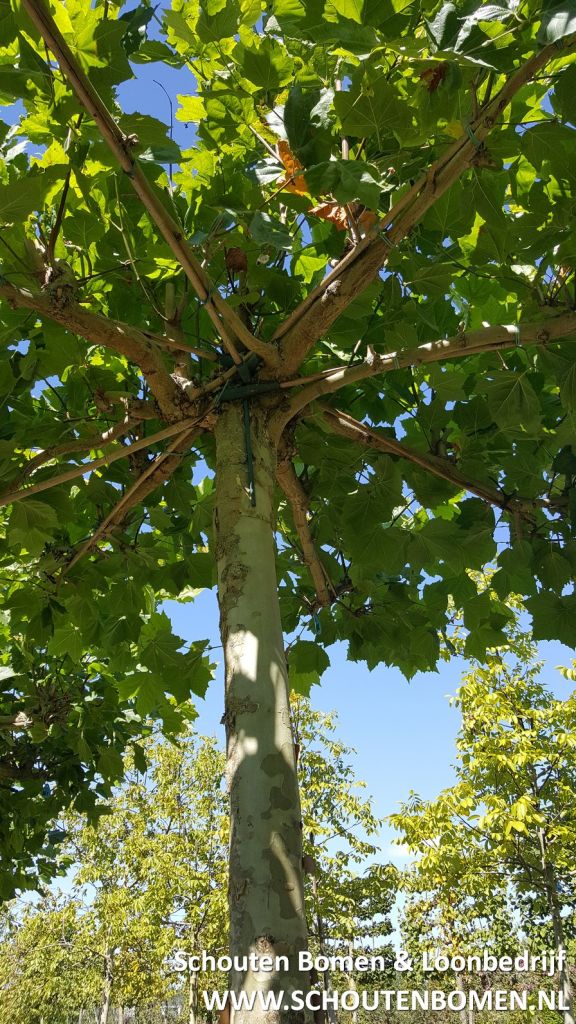 Dakplataan ca. 20 jaar sierboom