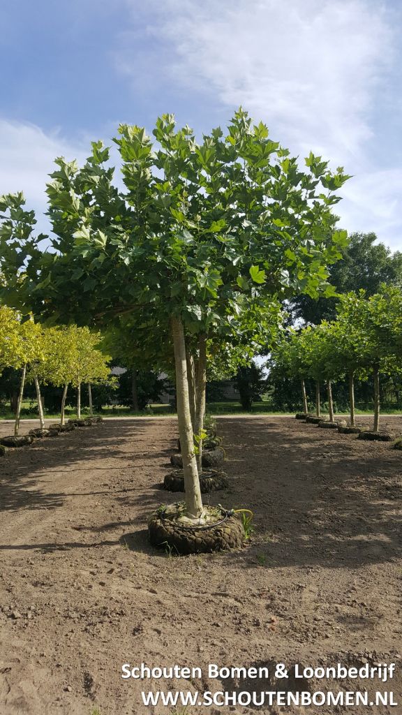 Dakplataan ca. 20 jaar sierboom