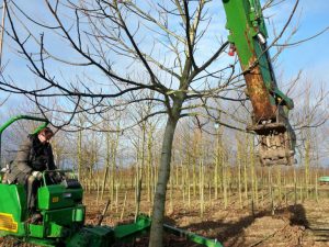 Walnootbomen rooien (februari 2016)