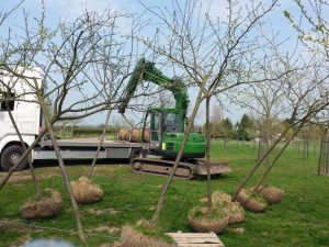 Pruimenbomen rooien in Limburg (februari 2016)