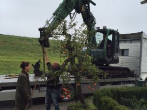 Oude appelboom (Elstar) planten in Andijk (oktober 2016)