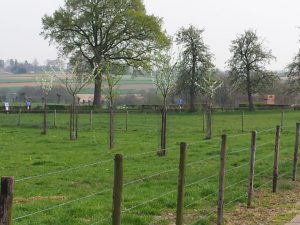 Pruimenbomen rooien in Limburg (februari 2016)