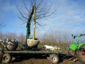 Walnootbomen rooien (februari 2016)