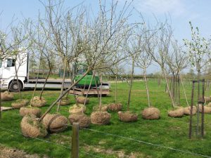 Pruimenbomen rooien in Limburg (februari 2016)