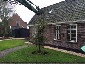 Oude appelboom (Elstar) planten in Andijk (oktober 2016)