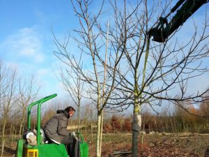 Walnootbomen rooien (februari 2016)