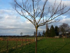 Pruimenbomen rooien in Limburg (februari 2016)