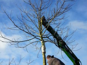 Walnootbomen rooien (februari 2016)