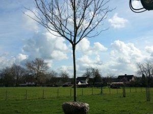 Pruimenbomen rooien in Limburg (februari 2016)