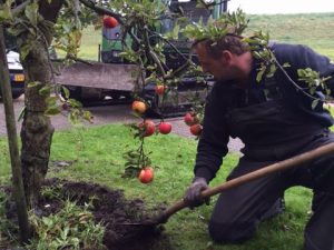 Oude appelboom (Elstar) planten in Andijk (oktober 2016)