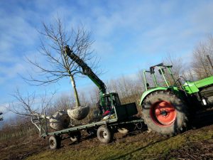 Walnootbomen rooien (februari 2016)