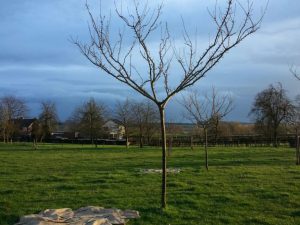 Pruimenbomen rooien in Limburg (februari 2016)