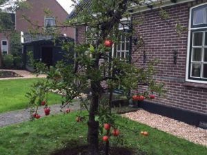 Oude appelboom (Elstar) planten in Andijk (oktober 2016)