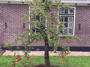 Oude appelboom (Elstar) planten in Andijk (oktober 2016)