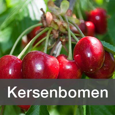 Kersenbomen assortiment bij Schouten Bomen