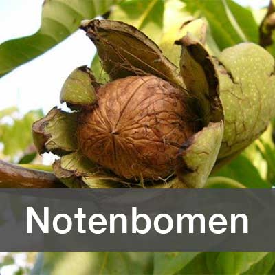 Notenbomen assortiment bij Schouten Bomen