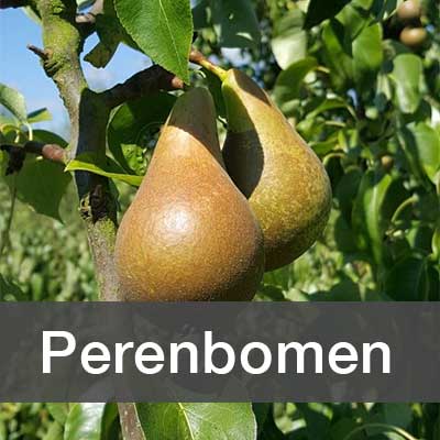 Perenbomen assortiment bij Schouten Bomen