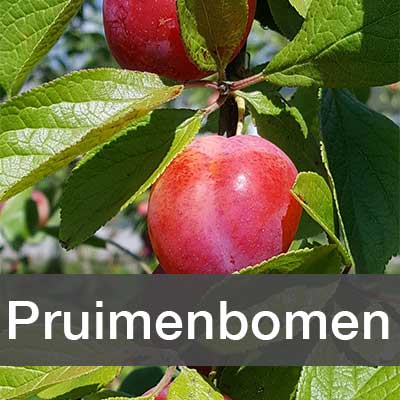 Pruimenbomen assortiment bij Schouten Bomen