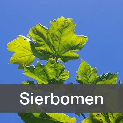 Sierbomen assortiment bij Schouten Bomen