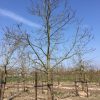 Foto van de website van Schouten Bomen & Loonbedrijf (www.schoutenbomen.nl) van een Tamme Kastanje / Kastanjeboom
