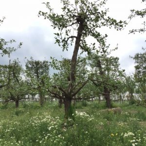 oude saint remy perenboom fruitboom