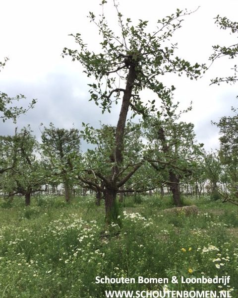 oude saint remy perenboom fruitboom
