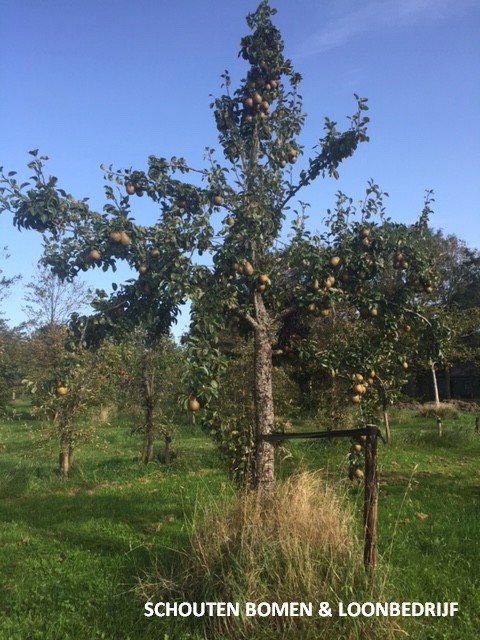 hoogstam perenboom