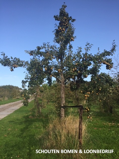 oude perenboom