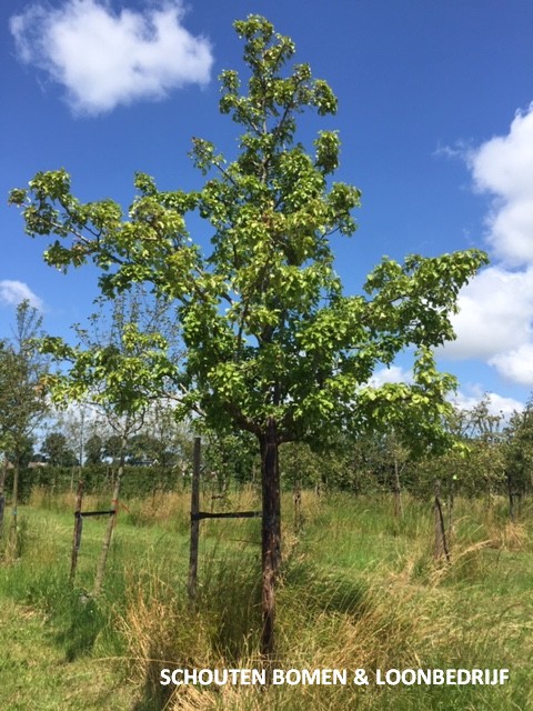 oude perenboom