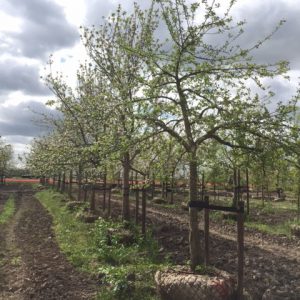 hoogstam appelbomen