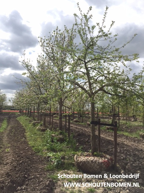 hoogstam appelbomen