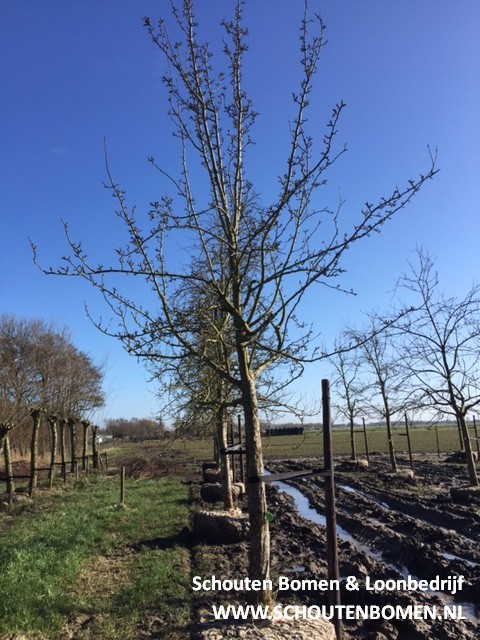 oude hoogstam perenboom