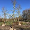 oude hoogstam appelboom