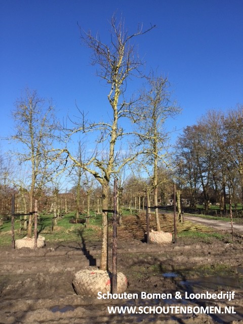 oude hoogstam appelboom
