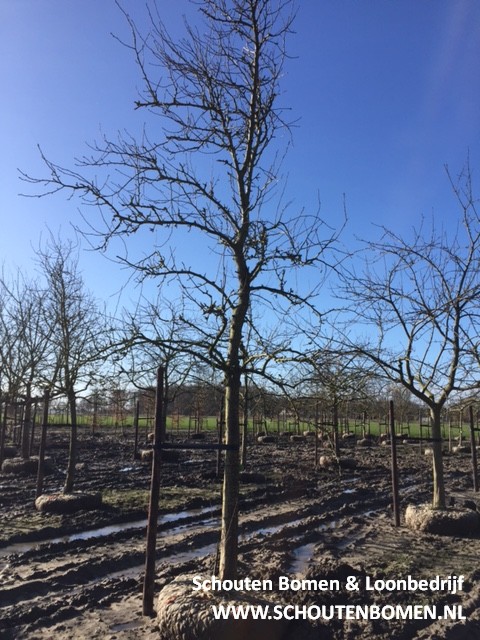 oude hoogstam perenboom