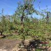 oude perenboom fruitboom stoofpeer saint remy