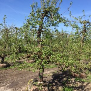 oude perenboom fruitboom stoofpeer saint remy