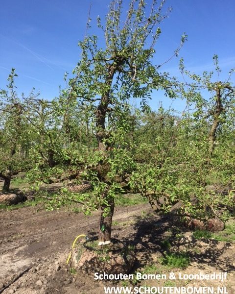 oude perenboom fruitboom stoofpeer saint remy